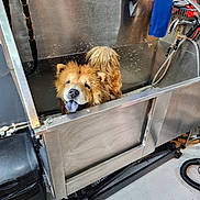 Alpha is registered to the contest to win money with this photo: animal, bath, blue_cloth, canine, cleaning_area, dog, equipment, floor, fur, grooming, indoor, leash, metal_surface, pet, pet_care, playful, stainless_steel, tongue_out, wash_station, wet_fur