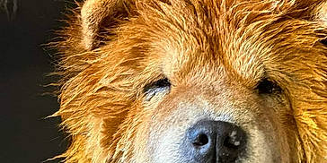 Alpha joined the competition — help win amazing prizes! adorable, animal, blue_tongue, brown_fur, canine, close_up, cute, dog, ears, expression, face, fluffy, fur_texture, indoor, looking, pet, portrait, tongue, tongue_out, wet_fur