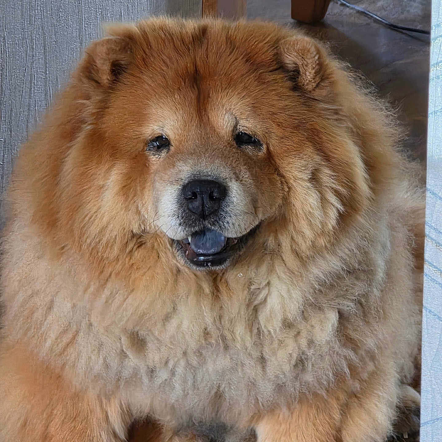 Alpha joined the competition — help win amazing prizes! animal, brown, canine, chow_chow, closeup, companion, cozy, cute, dog, domestic, face, fluffy, fur, happy, indoor, mammal, pet, portrait, sitting, wooden_floor
