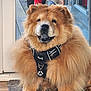 animal, bottle, brown_fur, bucket, carpet, chow_chow, cute, dog, domestic, door, floor, fluffy, glass, harness, indoor, paw_tag, pet, sitting, tongue_out, window