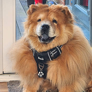 Alpha joined the competition — help win amazing prizes! animal, bottle, brown_fur, bucket, carpet, chow_chow, cute, dog, domestic, door, floor, fluffy, glass, harness, indoor, paw_tag, pet, sitting, tongue_out, window