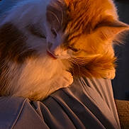 Samson joined the competition — help win amazing prizes! animal, blurred_background, cat, comfort, cozy, cute, domestic_cat, evening, feline, fur, ginger_cat, indoor, lap, licking, pet, relaxed, soft_lighting, warm, whiskers, white_cat