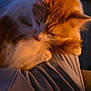 animal, blurred_background, cat, comfort, cozy, cute, domestic_cat, evening, feline, fur, ginger_cat, indoor, lap, licking, pet, relaxed, soft_lighting, warm, whiskers, white_cat