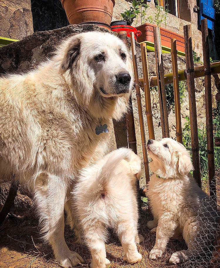 Ozy participe au concours pour gagner de l'argent avec cette photo : ancient_dog_breeds, building, canidae, carnivore, companion_dog, dog, dog_breed, fence, fur, grass, home_fencing, plant, snout, sporting_group, terrestrial_animal, tree, wildlife, working_animal