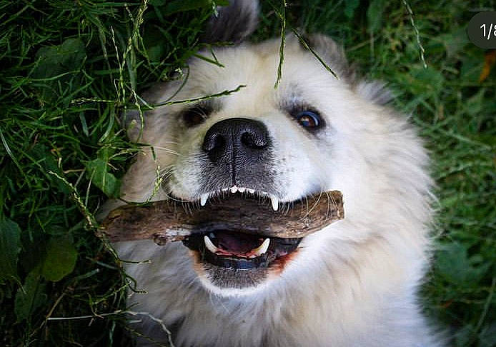 Ozy participe au concours pour gagner de l'argent avec cette photo : canidae, carnivore, companion_dog, dog, dog_breed, fang, fur, german_spitz, german_spitz_mittel, grass, plant, snout, spitz, sporting_group, terrestrial_animal, volpino_italiano, whiskers, wildlife, working_animal, working_dog