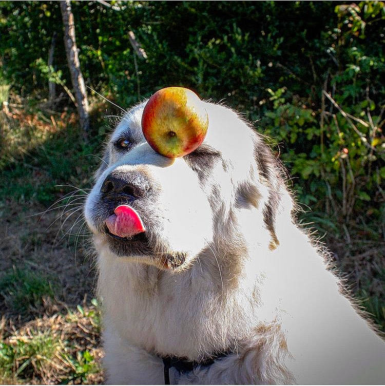 Ozy participe au concours pour gagner de l'argent avec cette photo : canidae, carnivore, companion_dog, dog, dog_breed, fang, flyball, fur, grass, jaw, plant, sled_dog, snout, sporting_group, terrestrial_animal, tree, whiskers, wildlife, working_animal, working_dog