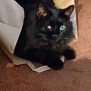 Little Bit joined the competition — help win amazing prizes! animal, black_cat, brown_carpet, carpet, cat, close_up, cozy, cute, domestic_cat, feline, fur, household, indoor, one_eye, paper, paper_bag, pet, resting, soft_lighting, spray_bottle
