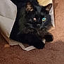 animal, black_cat, brown_carpet, carpet, cat, close_up, cozy, cute, domestic_cat, feline, fur, household, indoor, one_eye, paper, paper_bag, pet, resting, soft_lighting, spray_bottle