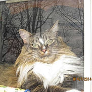 Bella is registered to the contest to win money with this photo: animal, cat, close_up, domestic_cat, ears, face, feline, fluffy, indoor, long_hair, looking, nature_reflection, nostalgic, pet, reflection, relaxing, timestamp, tree_branches, whiskers, window
