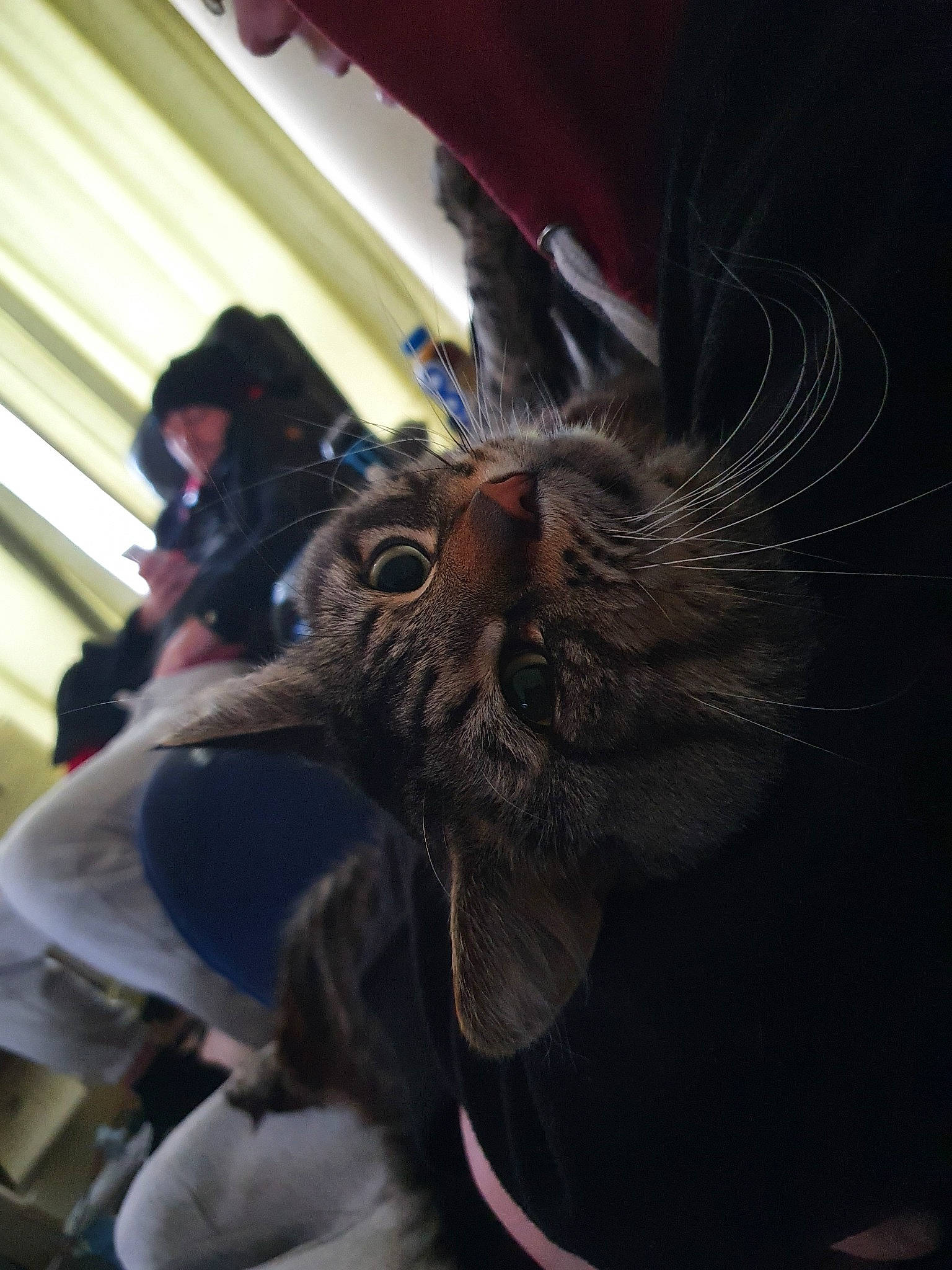 Sausage joined the competition — help win amazing prizes! carnivore, cat, ear, felidae, fur, organism, small_to_medium_sized_cats, snout, whiskers