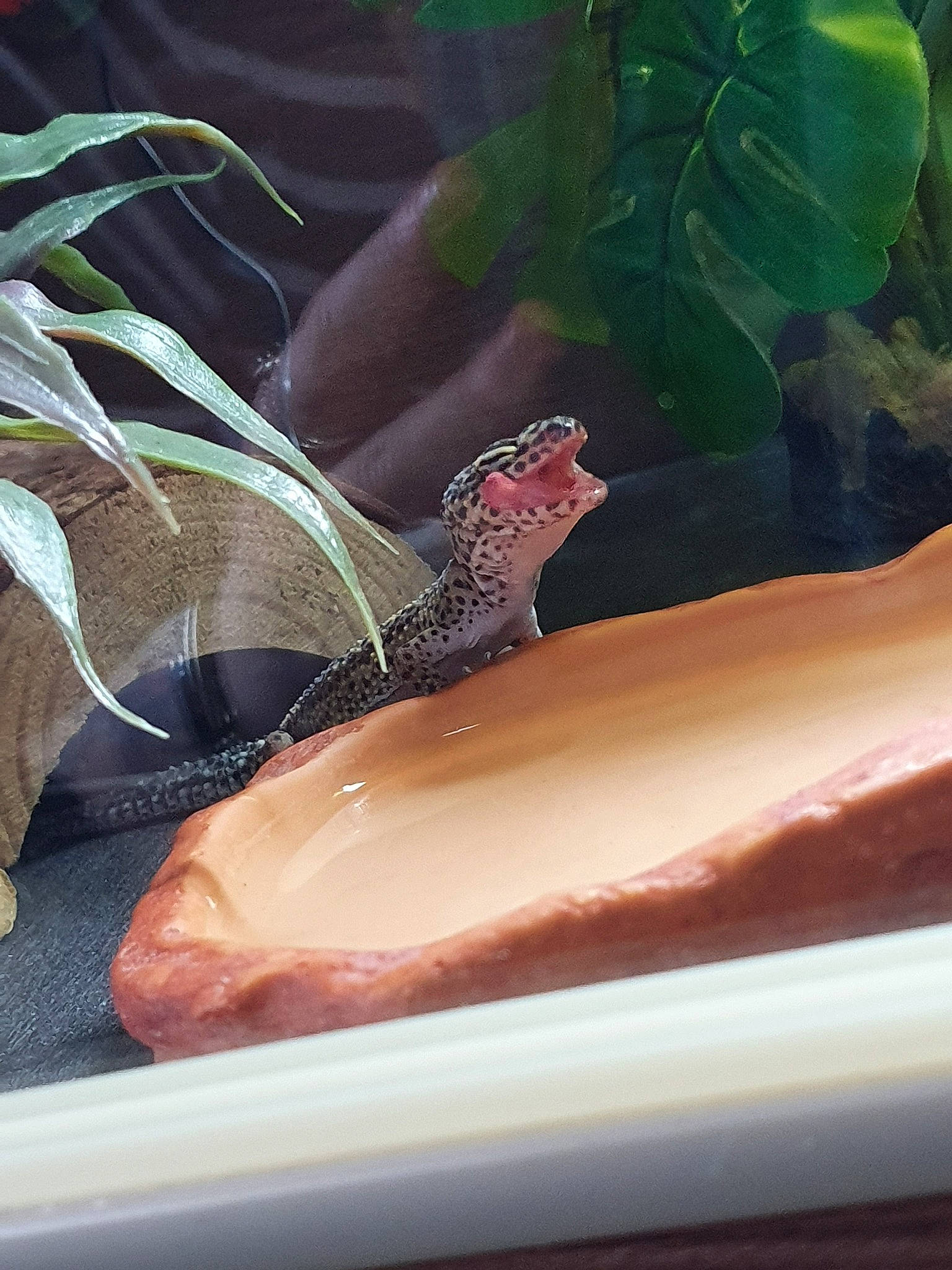 Ziggy joined the competition — help win amazing prizes! lizard, reptile, scaled_reptile