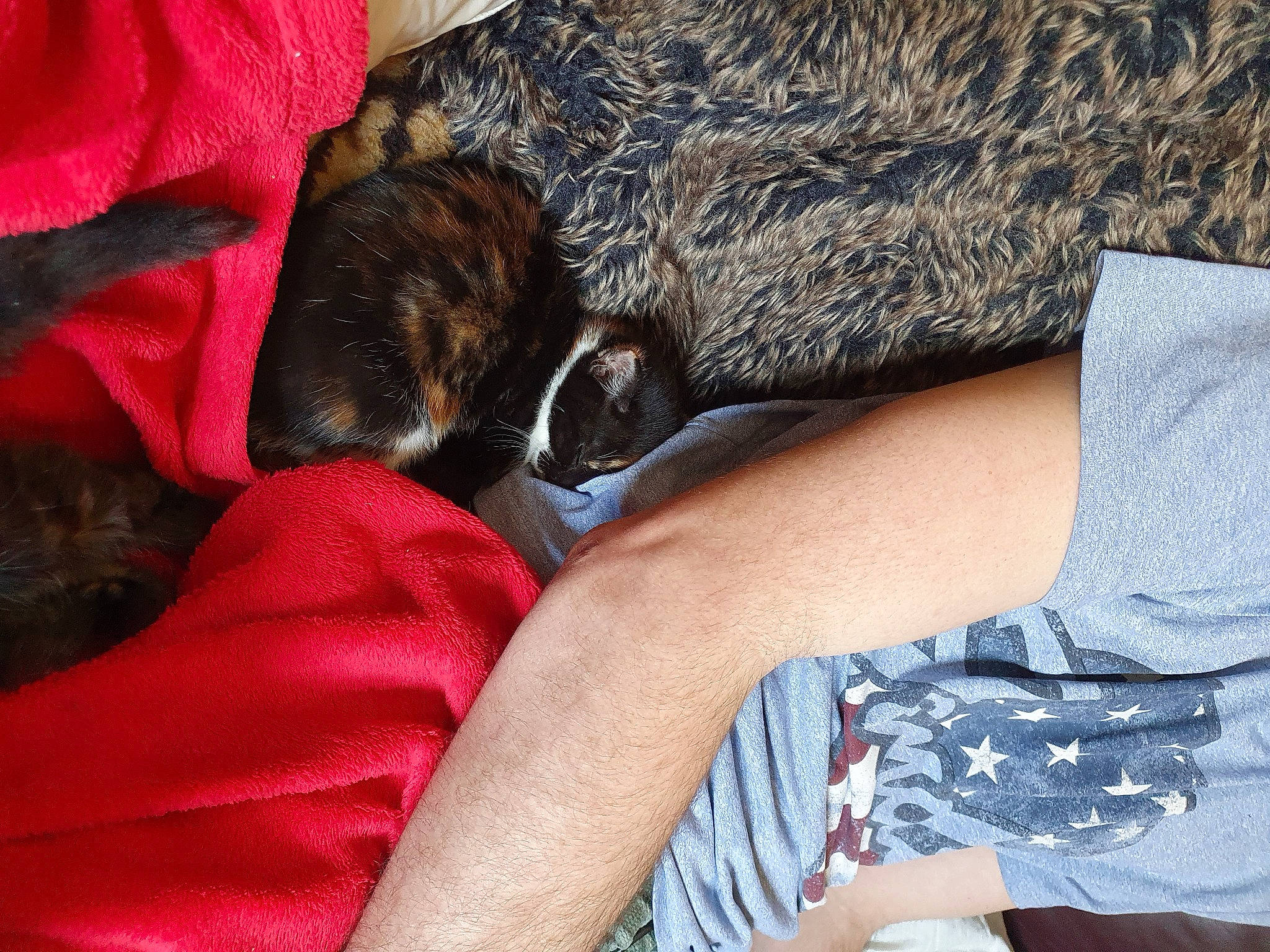 Smidge joined the competition — help win amazing prizes! canidae, carnivore, dog_breed, fawn, leg, nap, puppy, sleep, sporting_group