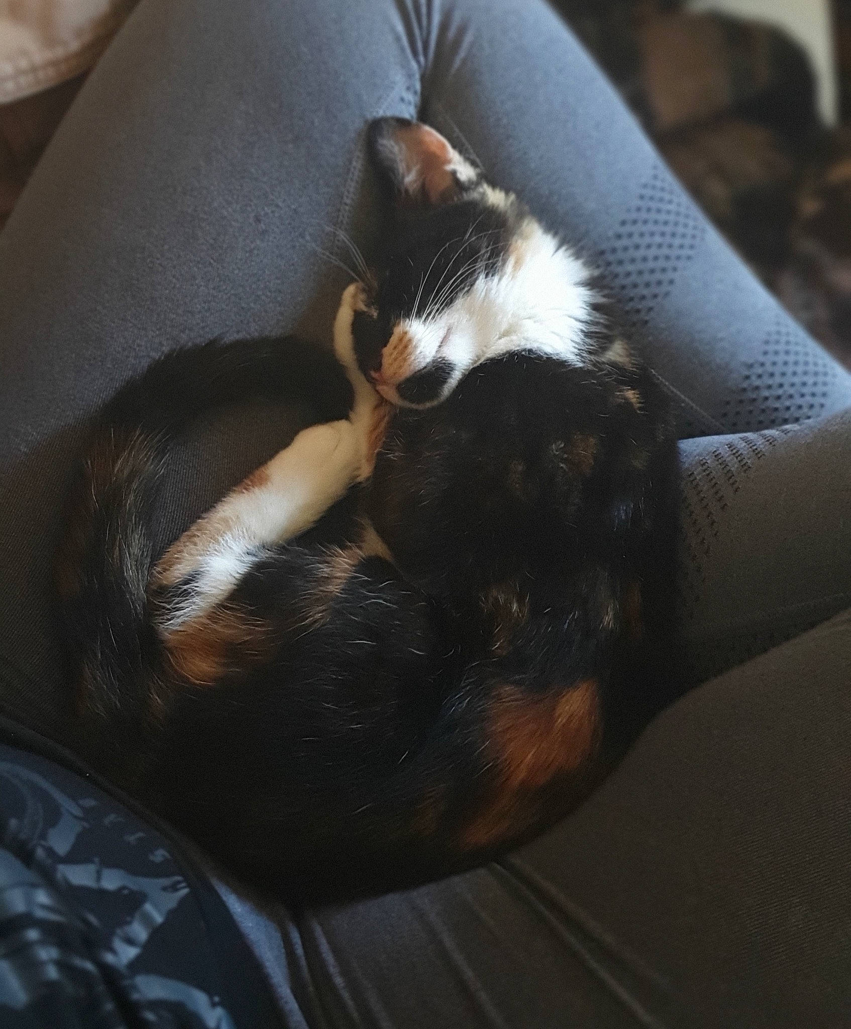 Smidge joined the competition — help win amazing prizes! carnivore, cat, ear, felidae, fur, kitten, leg, nap, paw, small_to_medium_sized_cats, tail, whiskers