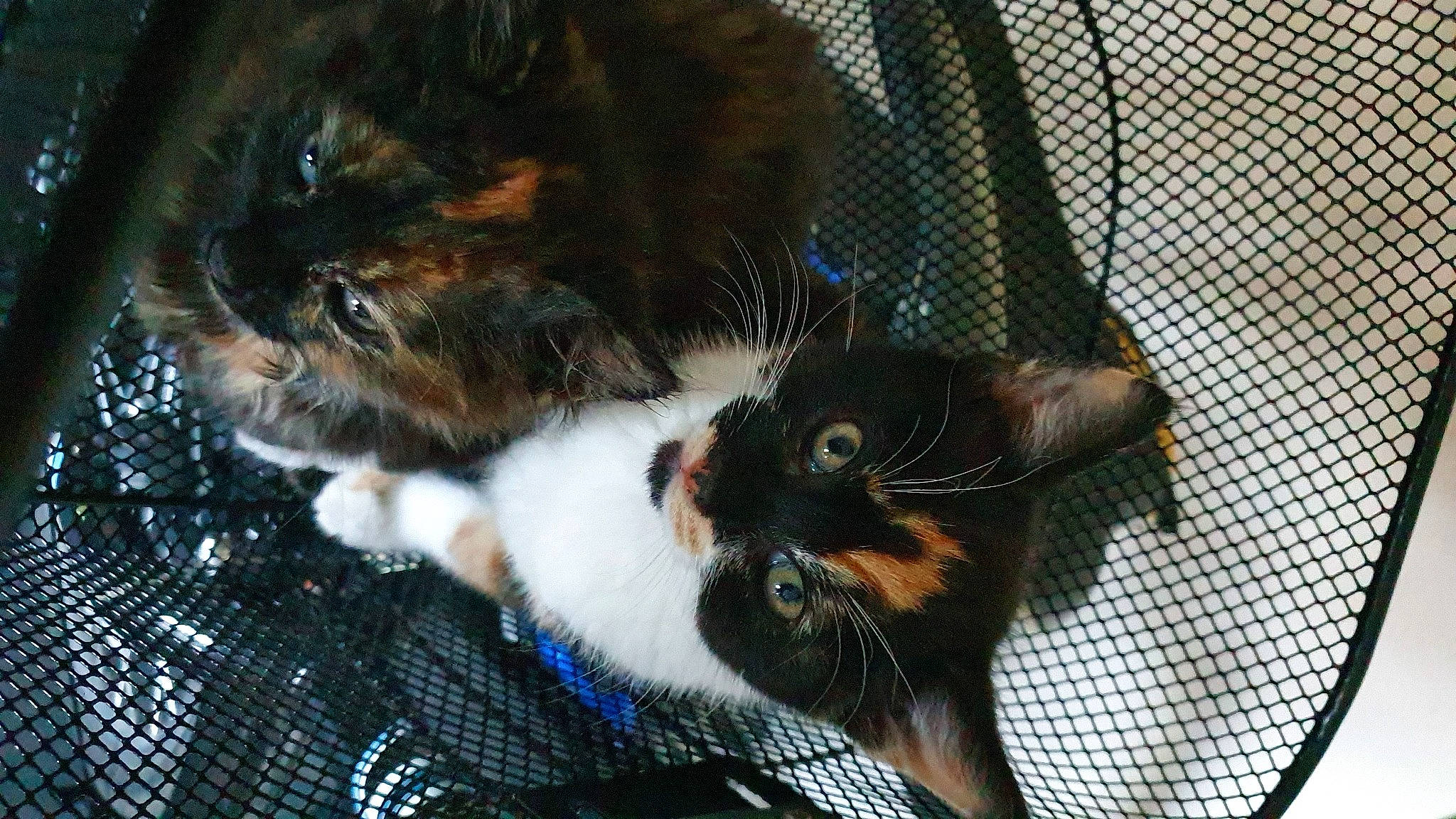 Smidge joined the competition — help win amazing prizes! animal_shelter, carnivore, cat, claw, felidae, kitten, mammal, small_to_medium_sized_cats, whiskers