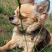 Mistinguette participe au concours pour gagner de l'argent avec cette photo : dog, small_dog, grass, outdoor, nature, collar, fur, relaxed, sunny, animal, pet, mammal, canine, resting, closeup, side_view, field, greenery, summer, peaceful