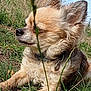 dog, small_dog, grass, outdoor, nature, collar, fur, relaxed, sunny, animal, pet, mammal, canine, resting, closeup, side_view, field, greenery, summer, peaceful
