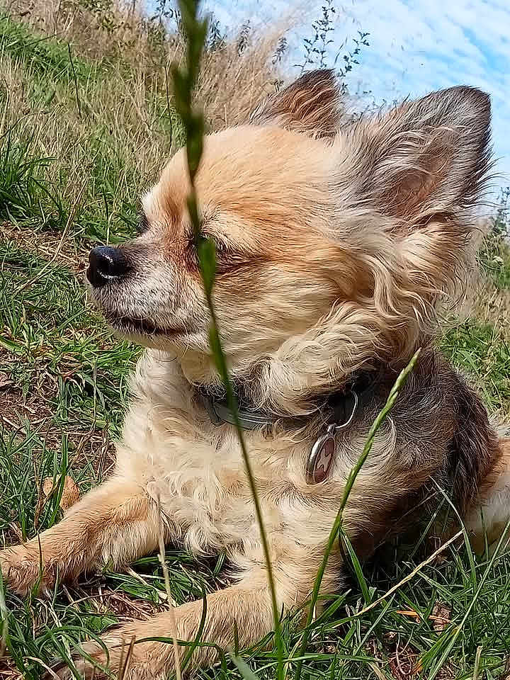 Mistinguette participe au concours pour gagner de l'argent avec cette photo : dog, small_dog, grass, outdoor, nature, collar, fur, relaxed, sunny, animal, pet, mammal, canine, resting, closeup, side_view, field, greenery, summer, peaceful