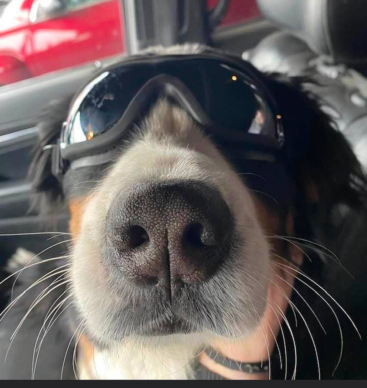 Harley Davidson joined the competition — help win amazing prizes! canidae, carnivore, companion_dog, dog, dog_breed, ear, eyelash, eyewear, fur, goggles, metal, paw, sky, snapshot, snout, sporting_group, square, technology, whiskers, working_animal