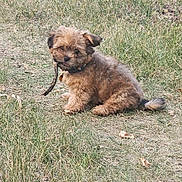 Maverick is registered to the contest to win money with this photo: puppy, dog, grass, outdoor, nature, small_dog, sitting, cute, fur, collar, path, animal, pet, young_dog, brown_fur, playful, leaf, ground, daylight, adorable