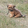 puppy, dog, grass, outdoor, nature, small_dog, sitting, cute, fur, collar, path, animal, pet, young_dog, brown_fur, playful, leaf, ground, daylight, adorable