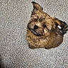 Maverick joined the competition — help win amazing prizes! puppy, dog, brown_fur, fluffy, cute, pet, animal, looking_up, ears_up, small_dog, texture, floor, curious, adorable, young_dog, sitting, outdoor, companion, friendly, portrait
