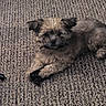 Maverick is registered to the contest to win money with this photo: dog, carpet, pet, animal, fur, laying_down, cute, indoor, cozy, brown, small_dog, relaxed, paws, texture, home, companion, friendly, canine, resting, domestic_animal