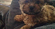 Maverick is registered to the contest to win money with this photo: dog, puppy, furry, indoor, blanket, cozy, resting, small_dog, brown_fur, pet, animal, closeup, couch, living_room, soft_lighting, relaxed, companion, cute, domestic, fuzzy