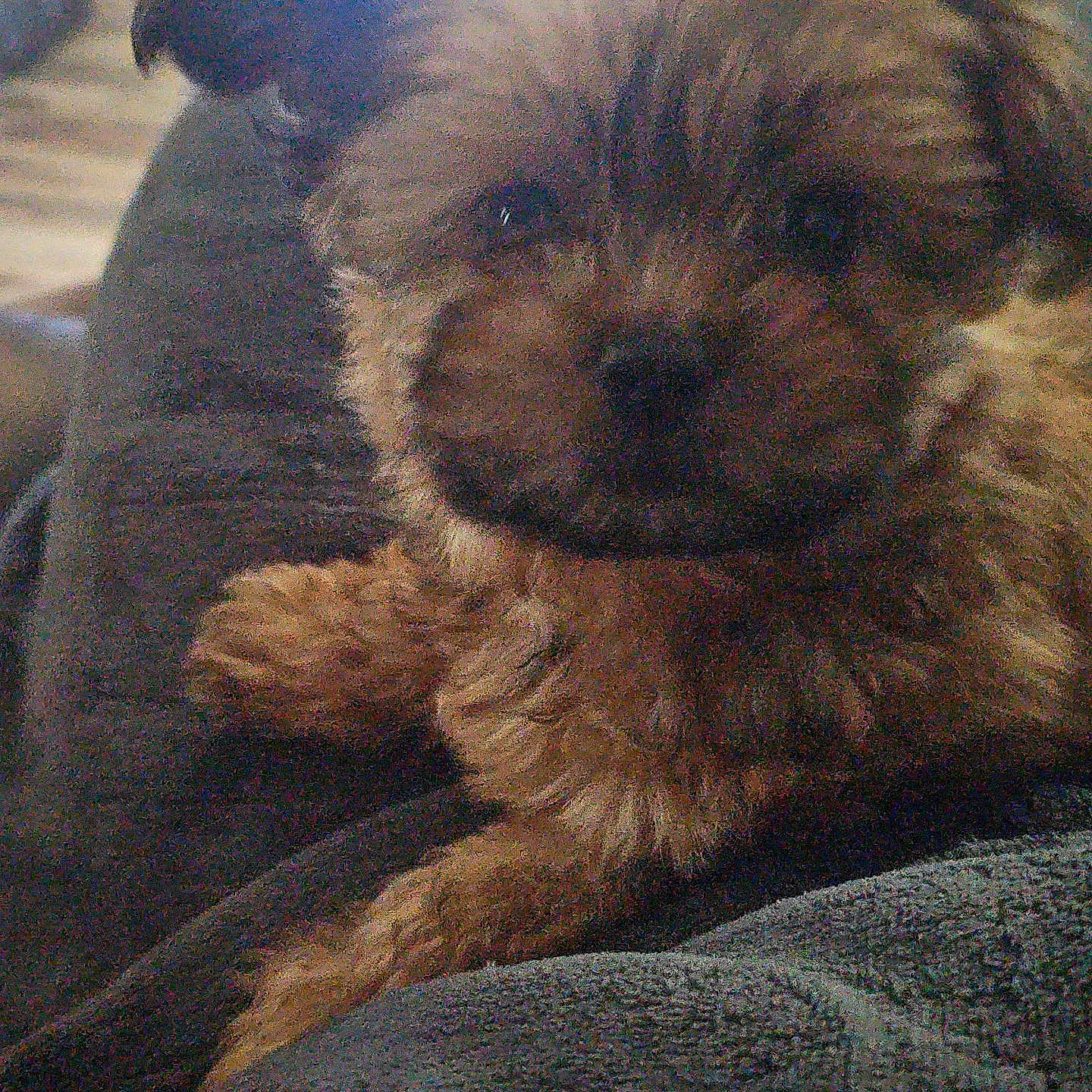 Maverick is registered to the contest to win money with this photo: dog, puppy, furry, indoor, blanket, cozy, resting, small_dog, brown_fur, pet, animal, closeup, couch, living_room, soft_lighting, relaxed, companion, cute, domestic, fuzzy