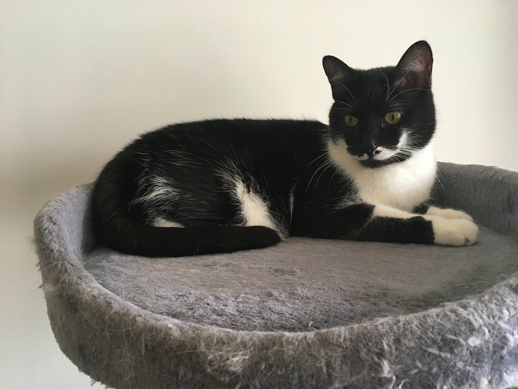 Moustik a rejoint le concours — aidez-le/la à gagner de superbes lots ! black_cat, carnivore, cat, cat_furniture, cat_supply, comfort, domestic_short_haired_cat, felidae, fur, grey, monochrome, monochrome_photography, paw, sitting, small_to_medium_sized_cats, snout, tail, terrestrial_animal, tree, whiskers