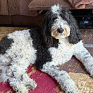 Carson is registered to the contest to win money with this photo: dog, black_and_white, curly_fur, lying_down, carpet, indoor, tattoo, human_leg, foot, painted_toenails, furniture, couch, relaxed, pet, animal, home, cozy, mammal, companion, portrait