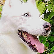 Jayka participe au concours pour gagner de l'argent avec cette photo : animal_portrait, blue_eyes, canine, closeup, collar, dog, flowers, greenery, happy, husky, leafy_background, nature, outdoor, panting, pet, side_view, summer, sunlight, tongue_out, white_dog