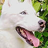 animal_portrait, blue_eyes, canine, closeup, collar, dog, flowers, greenery, happy, husky, leafy_background, nature, outdoor, panting, pet, side_view, summer, sunlight, tongue_out, white_dog