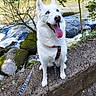 Jayka a rejoint le concours — aidez-le/la à gagner de superbes lots ! adventure, animal, blue_eyes, canine, daytime, dog, greenery, happy, harness, leash, nature, outdoor, pet, river, rocks, sitting, tongue_out, trees, water, white_dog