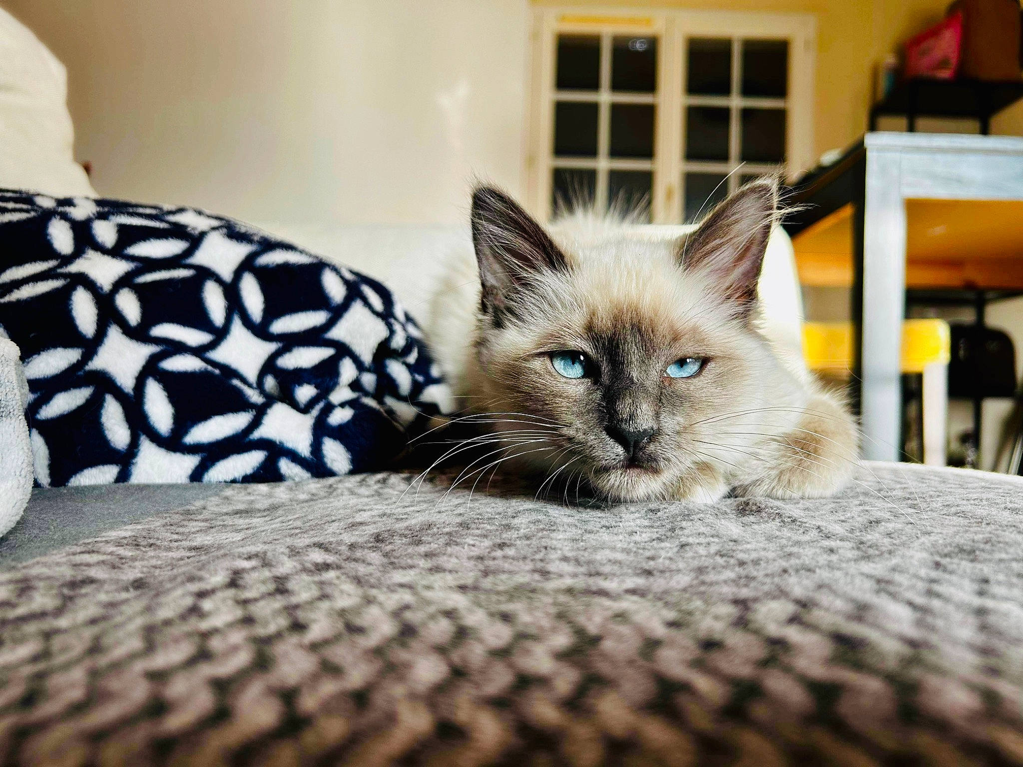 Tasha a rejoint le concours — aidez-le/la à gagner de superbes lots ! birman, carnivore, cat, cat_supply, claw, comfort, domestic_short_haired_cat, fawn, felidae, flooring, fur, grey, paw, room, small_to_medium_sized_cats, snout, tail, thai, whiskers, window