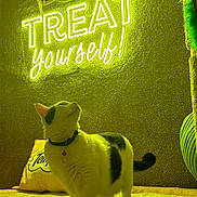 Queen Oreo joined the competition — help win amazing prizes! cat, pet, black_and_white, standing, collar, bell, indoor, living_room, carpet, couch, treats, pet_food, wall_sign, neon_lighting, glowing, green_tint, yellow_tint, curious, portrait, home_decor