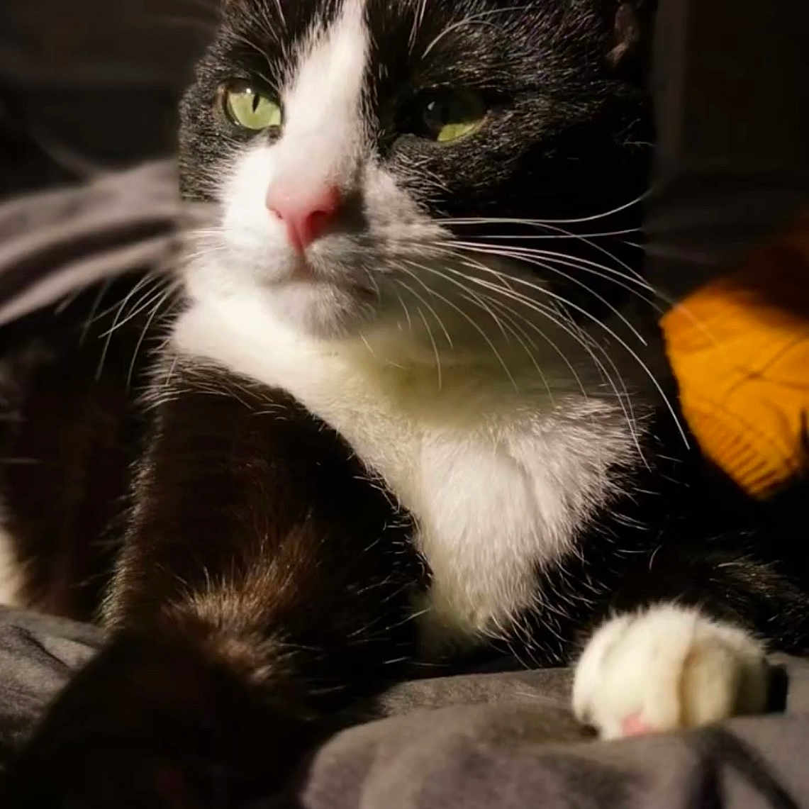 Simba participe au concours pour gagner de l'argent avec cette photo : abyssinian, angora, animal, blackcat, blanket, cat, couch, furniture, kitten, manx, person, pet, sleeping, snout