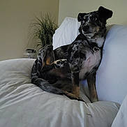 Dillon joined the competition — help win amazing prizes! dog, indoor, couch, white_couch, plant, pet, relaxed, furniture, canine, speckled_coat, collar, houseplant, looking_away, domestic, animal, living_room, fur, paw, snout, ears