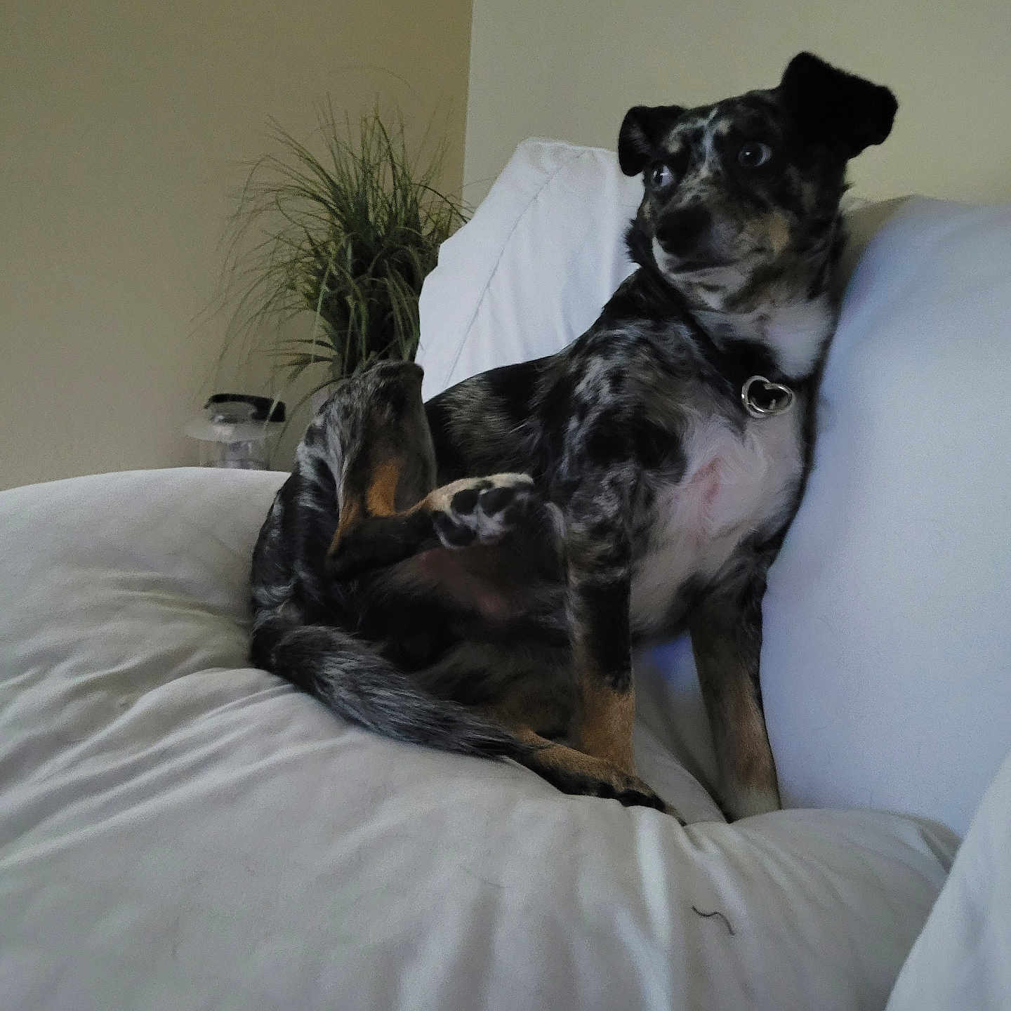 Dillon joined the competition — help win amazing prizes! dog, indoor, couch, white_couch, plant, pet, relaxed, furniture, canine, speckled_coat, collar, houseplant, looking_away, domestic, animal, living_room, fur, paw, snout, ears