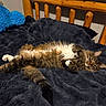 bed, bedding, blanket, cat, cozy, fur, green_eyes, indoor, mammal, paws, pet, pillow, plush, relaxed, sleeping, tabby_cat, tail, texture, whiskers, wooden_headboard