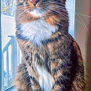 Whiskey joined the competition — help win amazing prizes! cat, tabby, windowsill, green_eyes, white_paws, white_chest, striped_fur, indoor, natural_light, window, screen, tree, blue_sky, fluffy, pet, animal, close_up, sitting, whiskers, ears