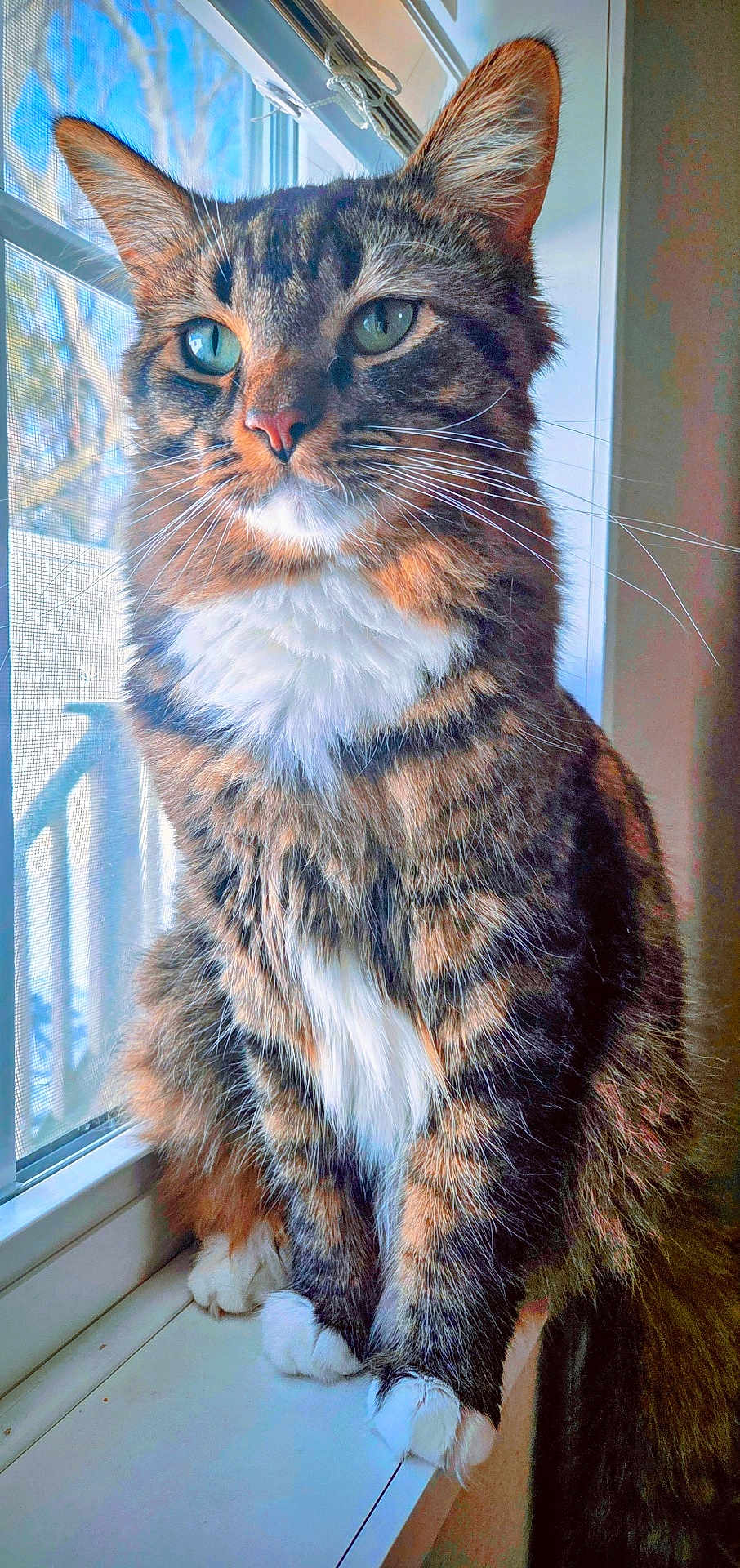Whiskey joined the competition — help win amazing prizes! cat, tabby, windowsill, green_eyes, white_paws, white_chest, striped_fur, indoor, natural_light, window, screen, tree, blue_sky, fluffy, pet, animal, close_up, sitting, whiskers, ears