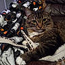 Whiskey is registered to the contest to win money with this photo: blanket, cat, closeup, couch, cozy, fabric, feline, fur, green_eyes, indoor, living_room, looking_at_camera, lounging, patterned_blanket, paw, pet, portrait, sofa, tabby_cat, whiskers