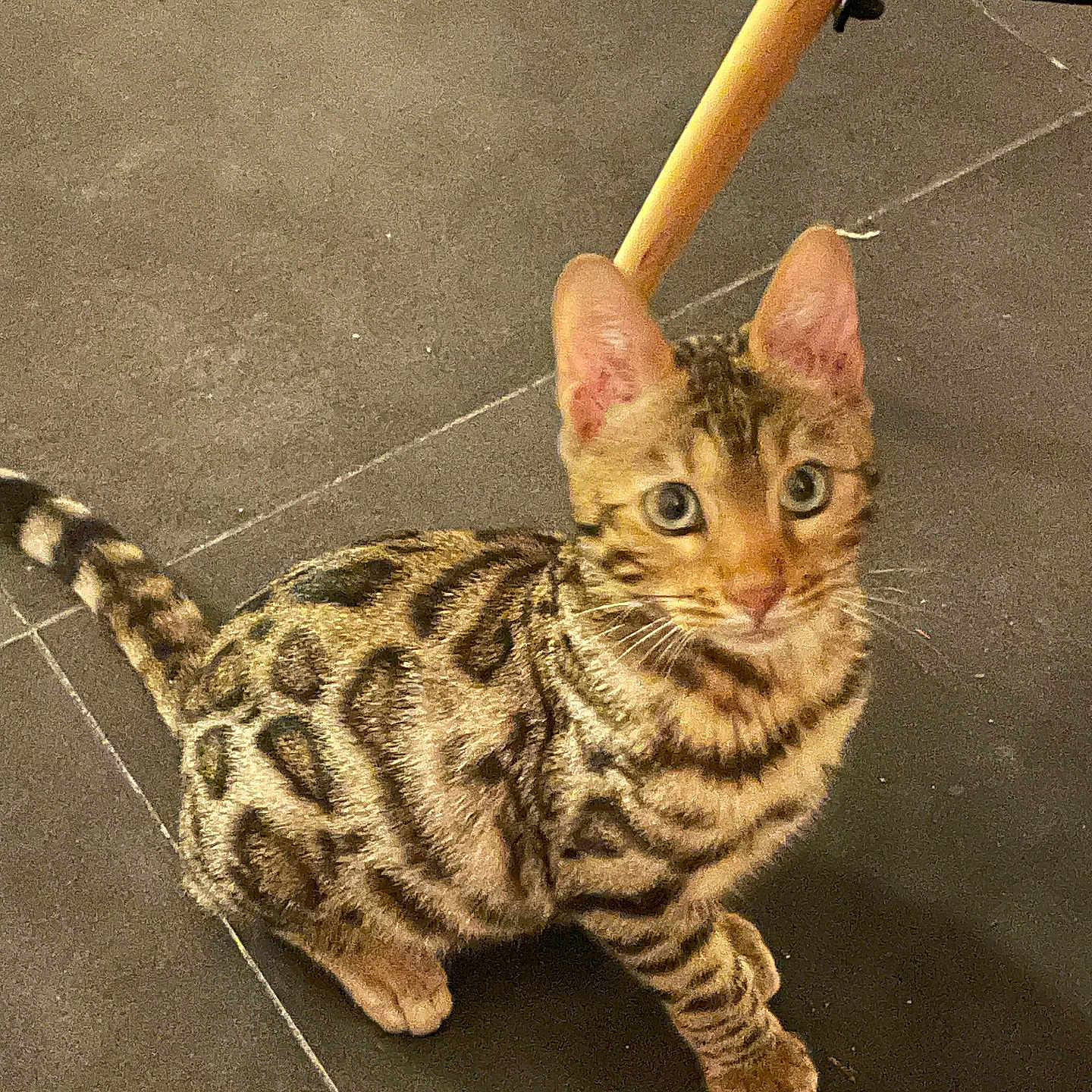 Aroon participe au concours pour gagner de l'argent avec cette photo : alert, animal, bengal_cat, cat, curious, cute, ears, eyes, feline, floor, fur, indoor, kitten, patterned_fur, pet, sitting, striped, tail, whiskers, young