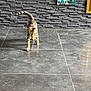 cat, tabby, walking, motion_blur, tile_floor, indoor, wall_art, abstract_painting, gray_wall, pet, feline, home_interior, floor_tile, animal, playful, curious, striped, domestic_cat, moving, floor