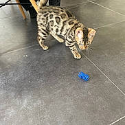 Aroon participe au concours pour gagner de l'argent avec cette photo : kitten, cat, toy, blue_spring, floor, tile_floor, playful, curious, indoor, pet, animal, feline, small, young, striped, spotted, tail, whiskers, chair_leg, fabric