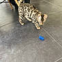 kitten, cat, toy, blue_spring, floor, tile_floor, playful, curious, indoor, pet, animal, feline, small, young, striped, spotted, tail, whiskers, chair_leg, fabric