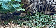 Aroon a rejoint le concours — aidez-le/la à gagner de superbes lots ! cat, outdoor, garden, greenery, plant, leaf, spotted_cat, animal, nature, ground, curious, feline, grass, soil, bush, pet, wildlife, ear, resting, daylight
