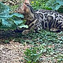 animal, bush, cat, curious, daylight, ear, feline, garden, grass, greenery, ground, leaf, nature, outdoor, pet, plant, resting, soil, spotted_cat, wildlife