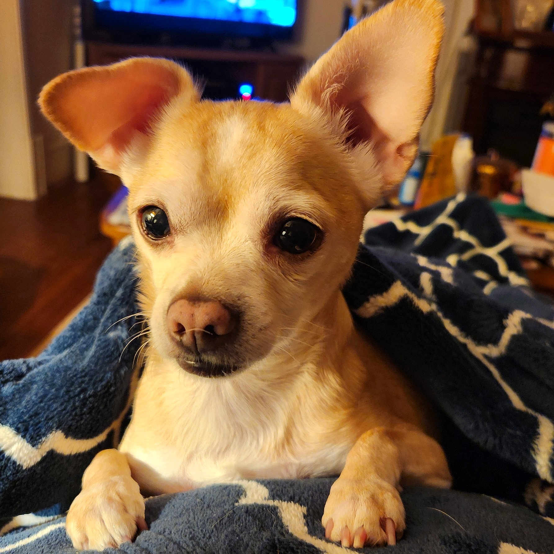 Zoey joined the competition — help win amazing prizes! animal, architecture, blanket, building, canine, chihuahua, computerhardware, couch, dog, electronics, entertainmentcenter, furniture, hardware, indoors, monitor, pet, puppy, screen, tv, whitedog