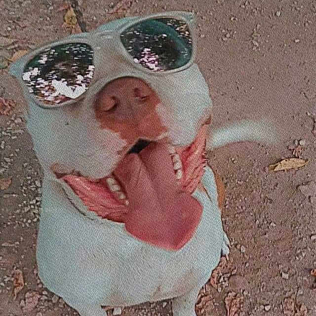 Zeus joined the competition — help win amazing prizes! art, asphalt, canidae, carnivore, companion_dog, dog, dog_breed, eye, eyewear, fawn, glasses, head, peach, road_surface, sand, snout, soil, sporting_group, toy_dog, vision_care